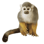 Affe